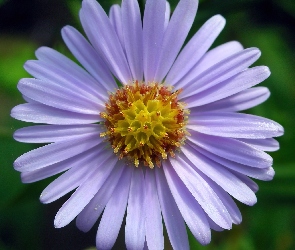Kwiat, Astra