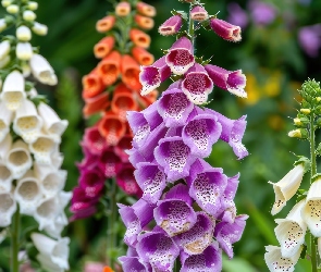 Kolorowe, Naparstnica purpurowa