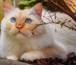 Gałązka, Kot, Niebieskooki, Biało-rudy