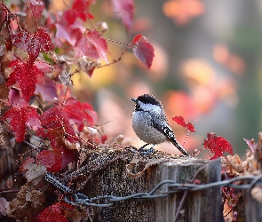 Grafika AI, Liście, Sosnówka, Sikorka, Płot, Czerwone