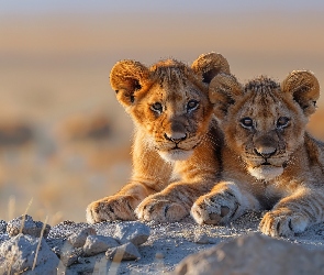 Skała, Lwy, Dwa, Lwiątka