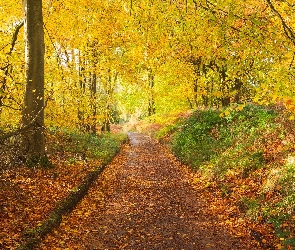 Jesień, Liście, Park, Ścieżka, Drzewa, Opadłe
