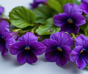 Listki, Zielone, Fioletowe, Kwiaty, Sępolia, Fiołki afrykańskie