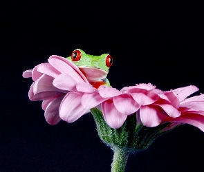 Makro, Płatki, Żaba, Kwiat