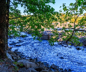 Gałęzie, Drzewo, Rzeka, Kamienie