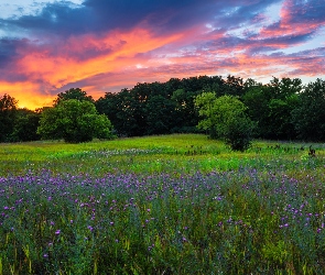 Zachód słońca, Chmury, Kwiaty, Łąka, Drzewa, Niebo