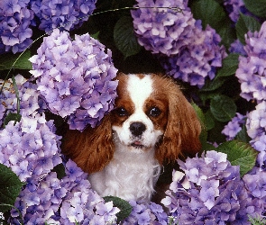 fioletowe, kwiatki, King Charles Spaniel