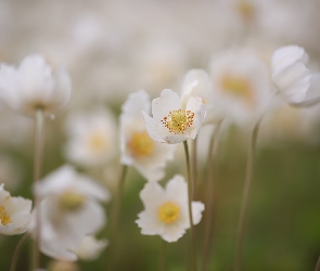 Kwiaty, Białe, Zawilce wielkokwiatowe, Zbliżenie