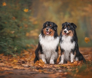 Dwa, Suche, Liście, Owczarki australijskie, Psy