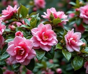 Grafika, Liście, Różowe, Kwiaty