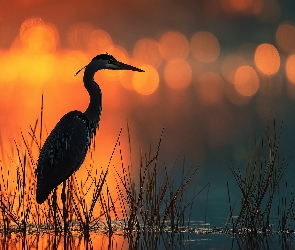 Grafika AI, Zachód słońca, Czapla, Trawa