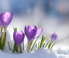 Fioletowe, Śnieg, Grafika, Kwiaty, Krokusy