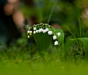 Liście, Rozmycie, Konwalia
