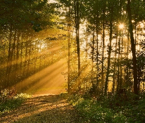 Las, Przebijające światło, Droga, Promienie słońca, Drzewa