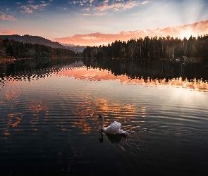 Łabędź, Niebo, Biały, Drzewa, Drzewa, Jezioro, Las, Chmury