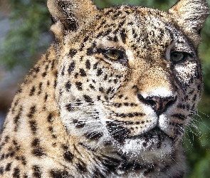 Głowa, Zbliżenie, Lampart