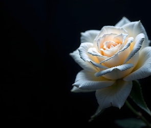 Kremowa, Róża, Kwiat