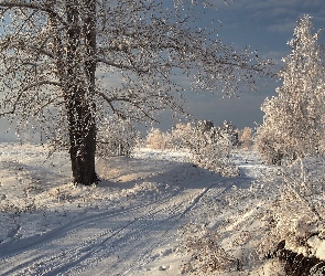Droga, Krzewy, Drzewa, Ośnieżone, Zima