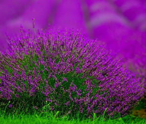 Kępka, Lawenda, Pole, Kwiaty