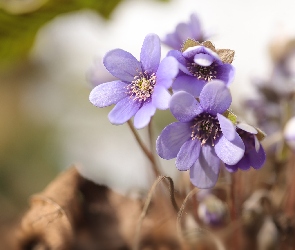 Kwiaty, Wiosna, Przylaszczki