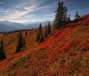 Góry, Rośliny, Jesień, Kolorowe, Mgła, Drzewa, Niebo, Wzgórze
