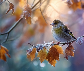 Gałązki, Grafika AI, Liście, Jesienne, Ptak