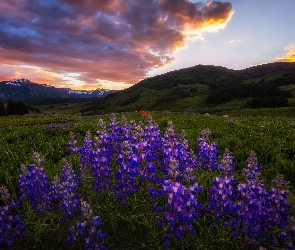 Zachód słońca, Chmury, Łubin, Kwiaty, Góry, Polana