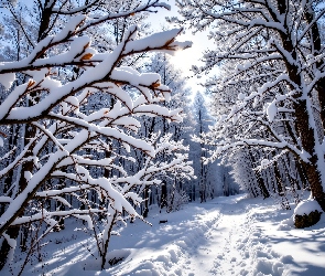 Las, Drzewa, Gałęzie, Grafika AI, Droga, Ośnieżone, Śnieg