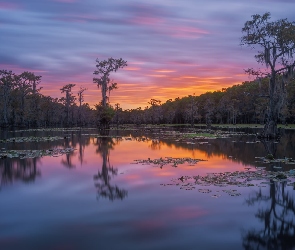 Zachód słońca, Cyprysy, Jezioro, Drzewa
