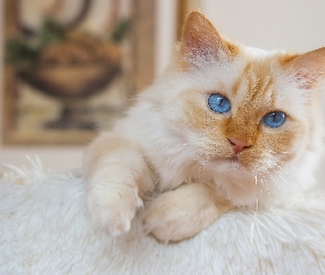 Zbliżenie, Koc, Biało-rudy, Kot