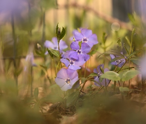 Kwiaty, Rozkwitnięte, Barwinek, Fioletowe