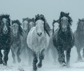 Grafika AI, Zima, Konie, Galop