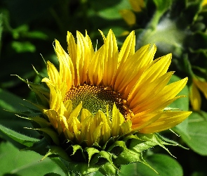 Rozkwitający, Kwiat, Słonecznik