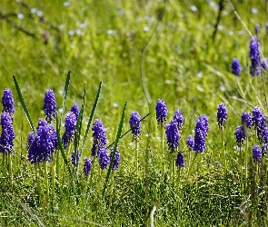 Trawa, Łąka, Kwiaty, Szafirek