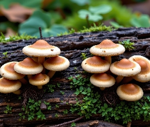 Drzewa, Rośliny, Grzyby, Brązowe, Kłoda