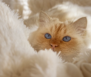 Rudawy, Koc, Mordka, Kot, Niebieskooki