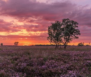 Zachód słońca, Drzewa, Pole, Wrzosowisko