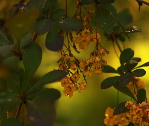 Kwiaty, Krzew, Żółte