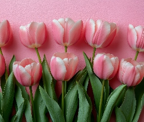 Tulipany, Tło, Różowe, Listki, Różowe