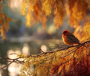 Ptak, Grafika AI, Drzewo, Gałązki, Czerwony