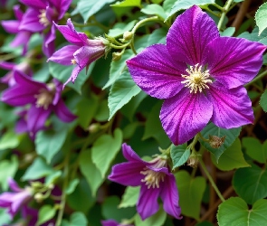 Fioletowy, Grafika AI, Pnącze, Powojnik, Kwiaty