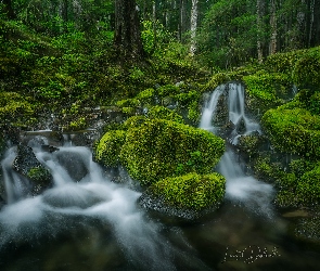 Roślinność, Kamienie, Drzewa, Las, Potok, Omszałe