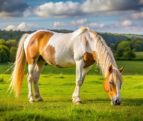 Łąka, Grafika, Koń