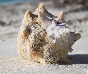 Plaża, Grand Turk, Muszla