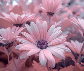 Kwiaty, Stokrotki afrykańskie, Różowe