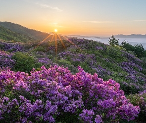 Góra, Promienie słońca, Różanecznik, Hwangmaesan, Korea Południowa