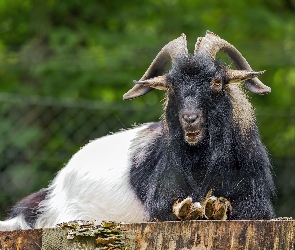 Czarny, Kozioł, Biało