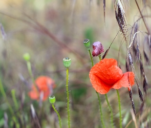 Łąka, Trawa, Mak, Makówki