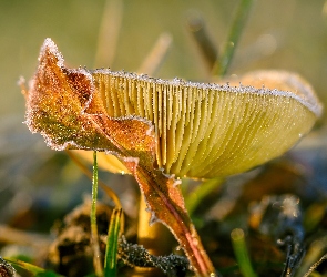 Makro, Gołąbek, Grzyb, Russula