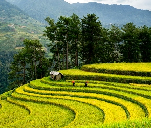 Szopa, Drewniana, Góry, Drzewa, Tarasy ryżowe, Wzgórza, Pola uprawne